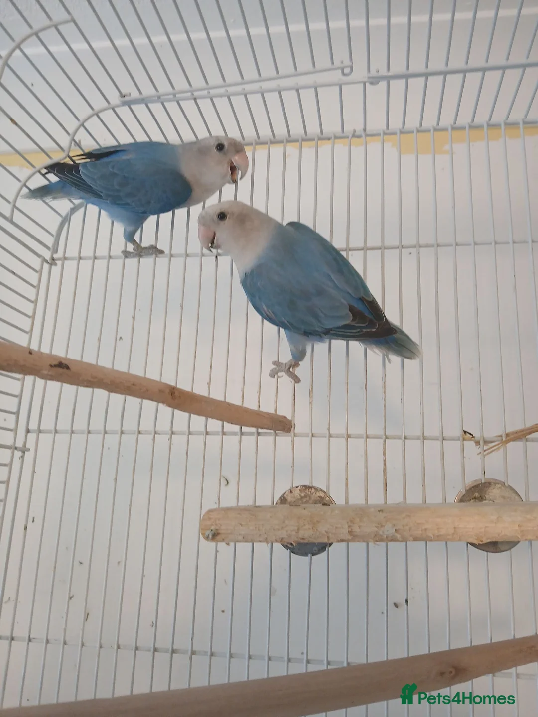 Lovebirds birds for sale: Pair of blue lovebirds £95 - Advert 3
