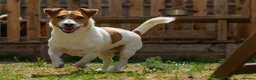 Jack Russell dogs for sale: Jack Russel puppies in Hull - Advert 15