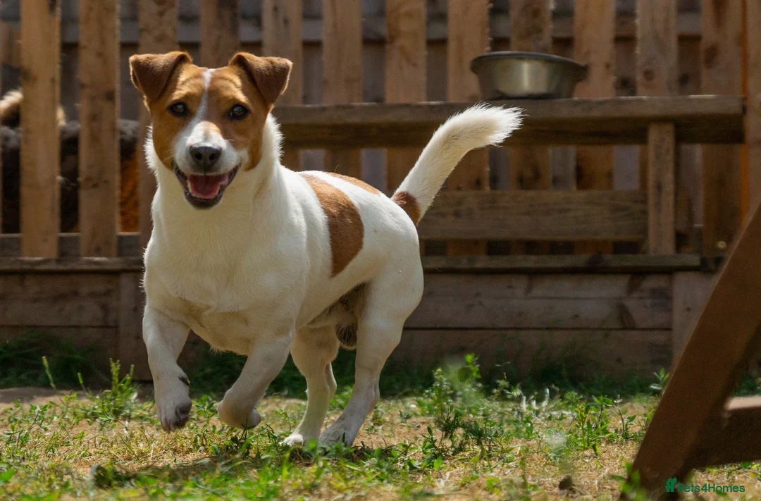 Jack Russell dogs for sale: Jack Russel puppies in Hull - Advert 15