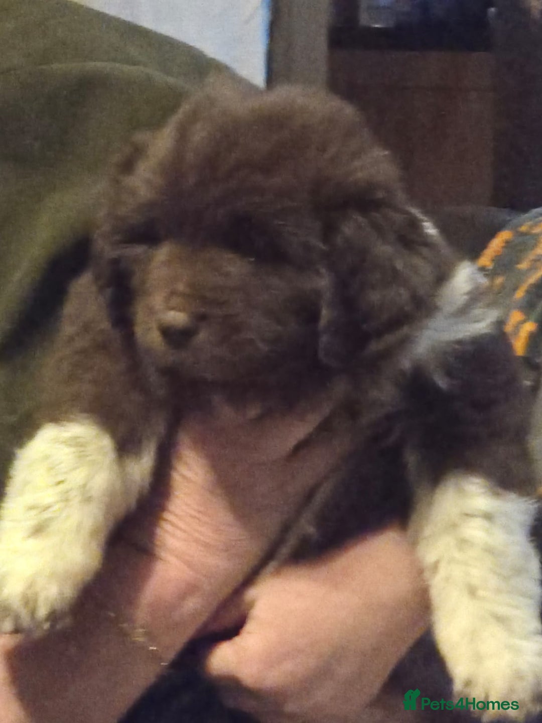 Mixed Breed dogs for sale: Newfoundland x 25% Great pyranees - Advert 4