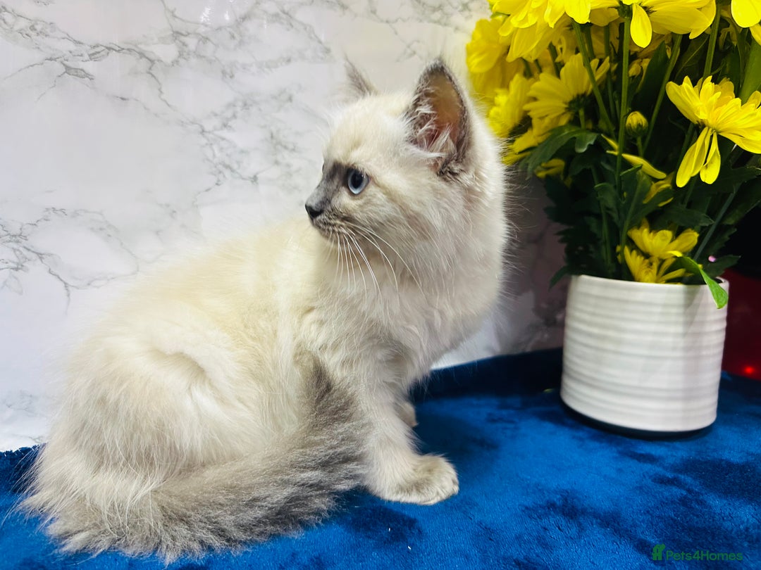 Ragdoll cats for sale: TICA Registered Magnificent Ragdoll kittens  - Advert 4