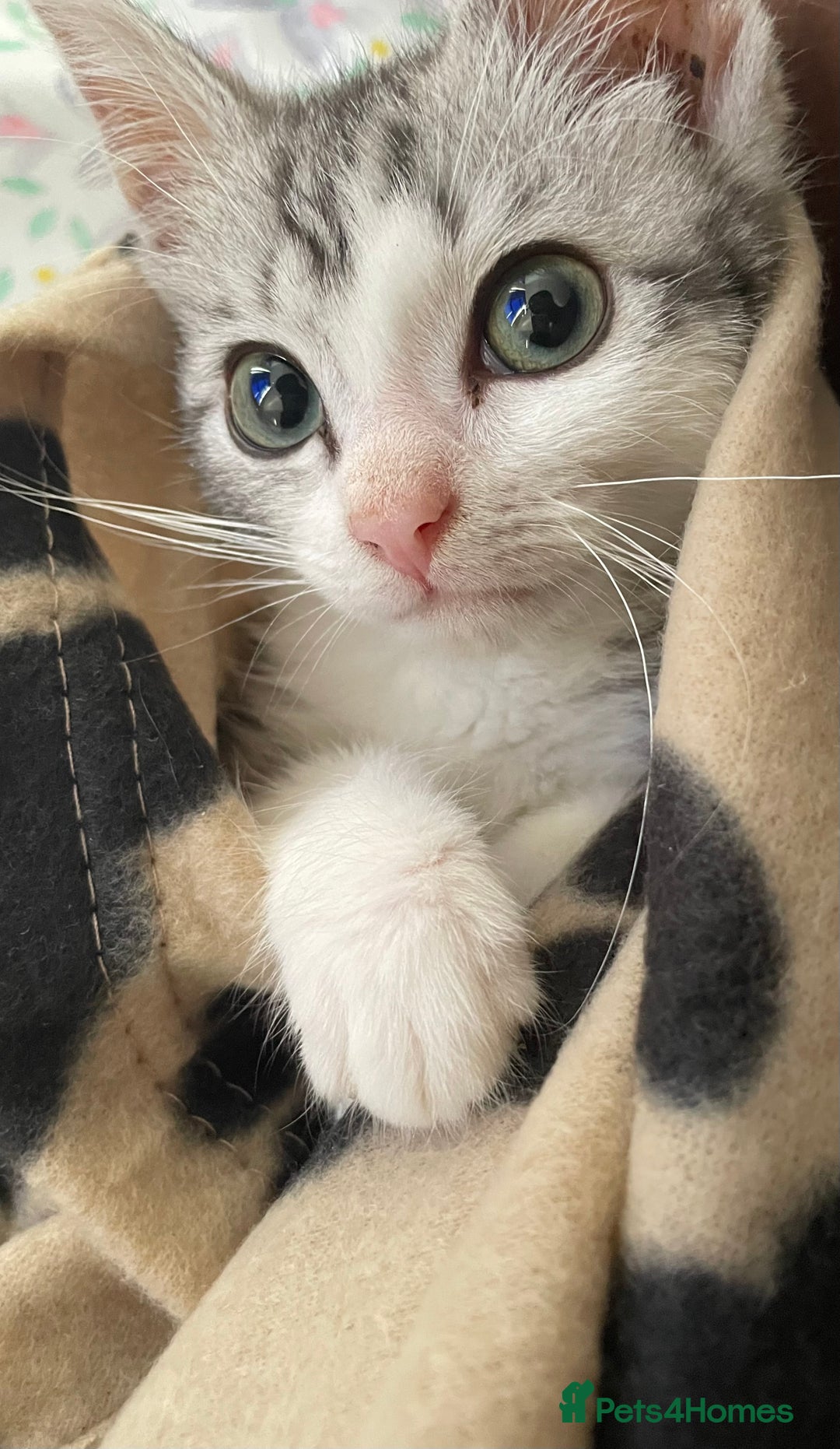 American Shorthair cats for sale: Sushy loving kitten looking for permanent home - Advert 1