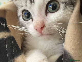 American Shorthair cats Sushy loving kitten looking for permanent home - Advert 1