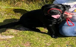 Labrador Retriever dogs for sale: Lovable 3 year old black Labrador Male  - Image 1