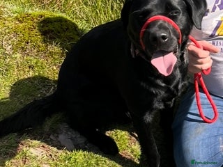 Labrador Retriever dogs - Advert 2