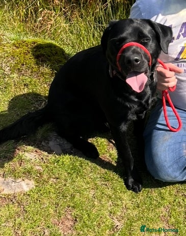 Labrador Retriever dogs - Advert 6