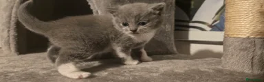 British Shorthair 1