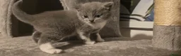 British Shorthair cats for sale: three little British Shorthair kittens - Advert 6