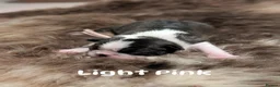Boston Terrier dogs for sale: Beautiful Boston terrier puppies for sale  - Advert 3