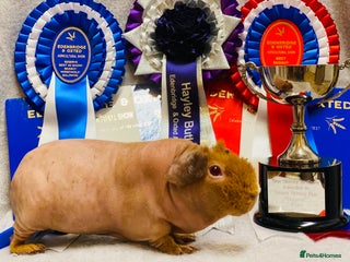 Guinea Pig rodents - Advert 28