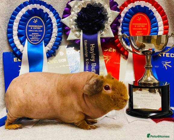 Guinea Pig rodents - Advert 2