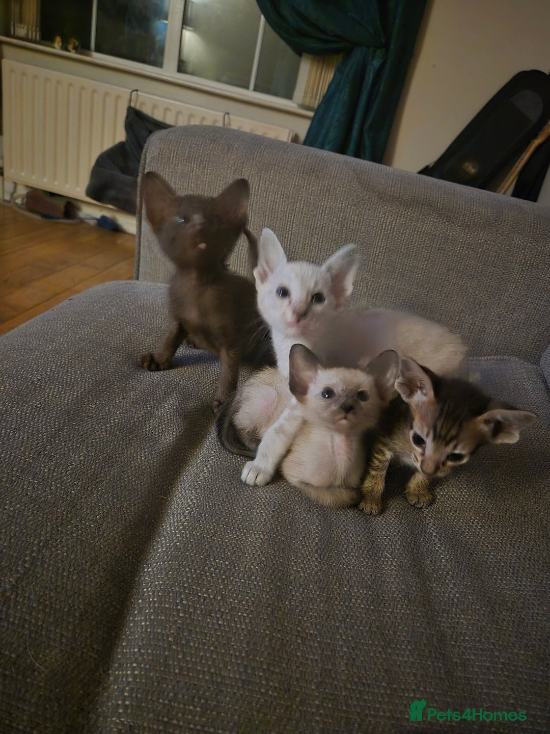 Oriental cats for sale: 2 Oriental boys left ( sold ) - Image 27