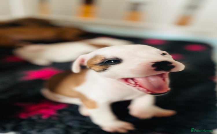 Staffordshire Bull Terrier dogs - Advert 1