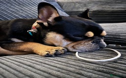Mixed Breed dogs for sale: Koda the French/English bulldog cross - Image 6