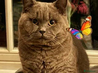 British Shorthair cats Mr Bond - Advert 13