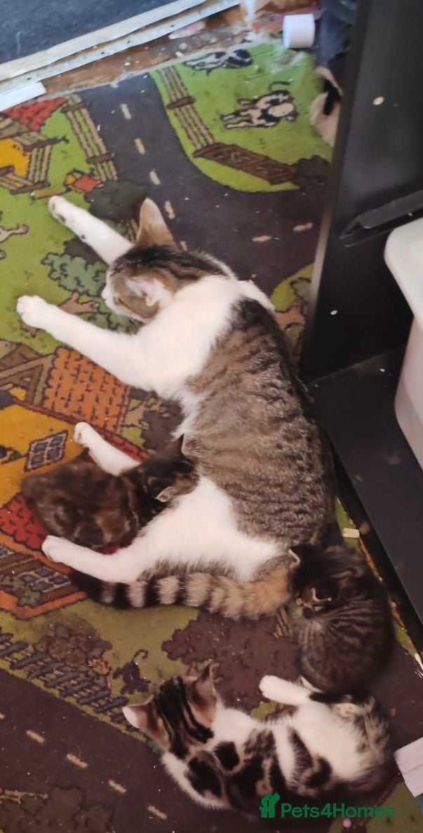 Domestic Shorthair cats Cute 9 week old kitten  - Advert 1