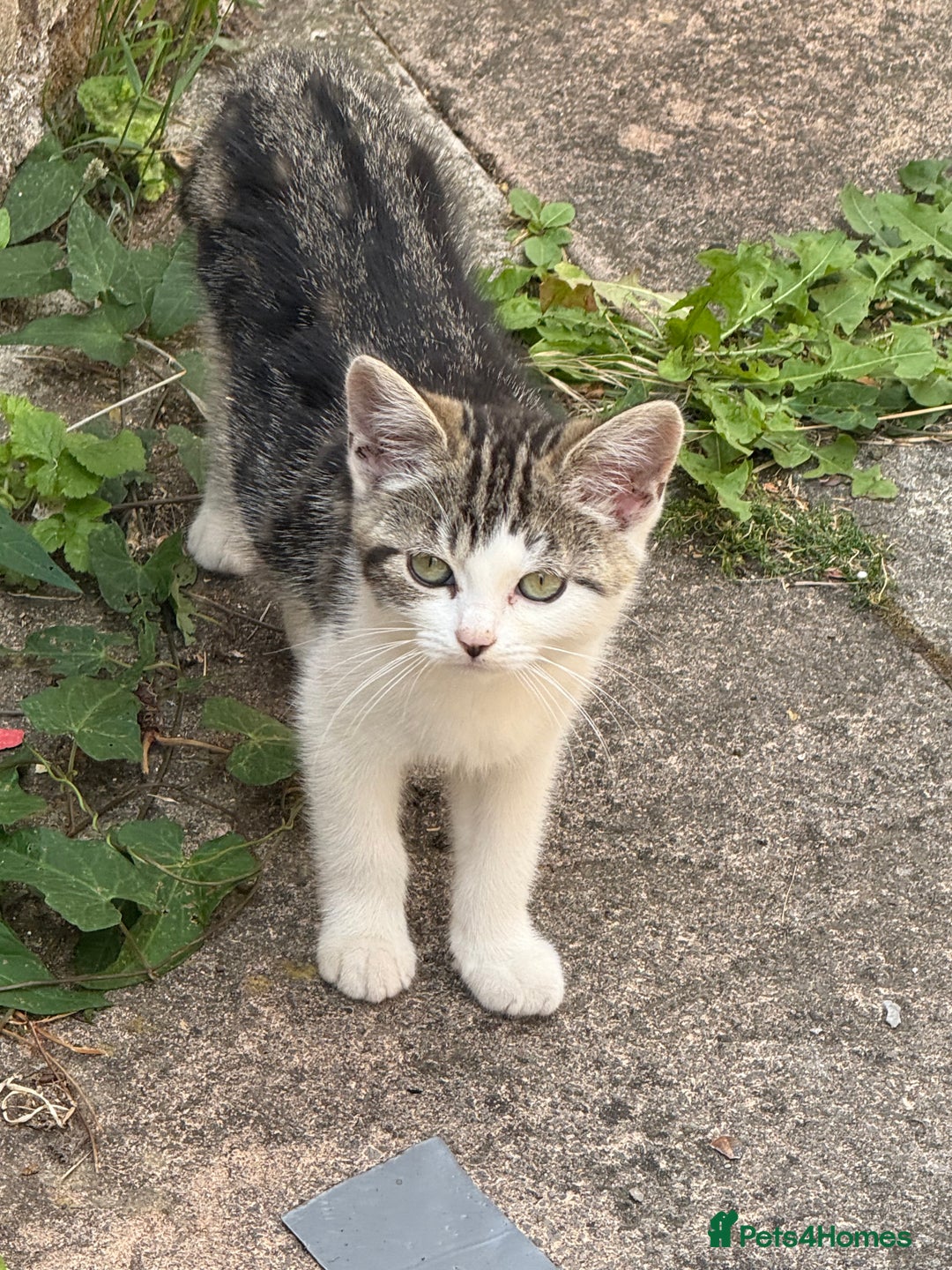 Domestic Shorthair cats for sale: 4 kittens, short haired - Image 6