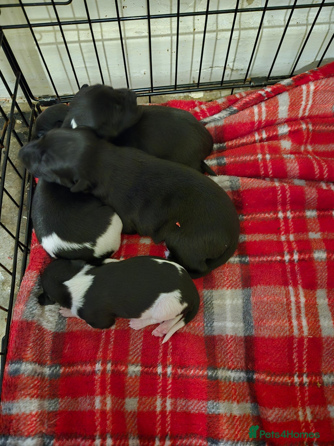 Whippet dogs for sale: Kc registered whippets  - Advert 6