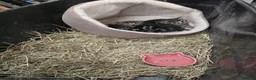 Mixed Breed cats for sale: Farm kittens - Advert 10