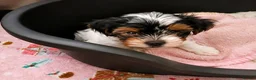 Biewer Terrier dogs for sale: Biewer Yorkshire Terrier Puppies 2 Girls, 2 Boys  - Advert 6