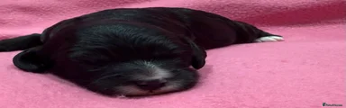 Cavapoo 1