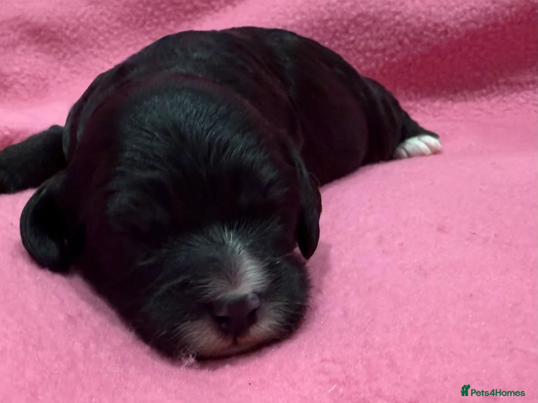 Cavapoo dogs for sale: F1 Cavapoo - Advert 6