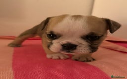 English Bulldog dogs for sale: Amazing British bulldogs  - Image 2