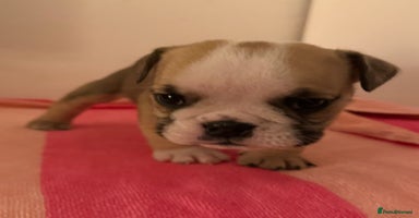 English Bulldog dogs - Advert 5