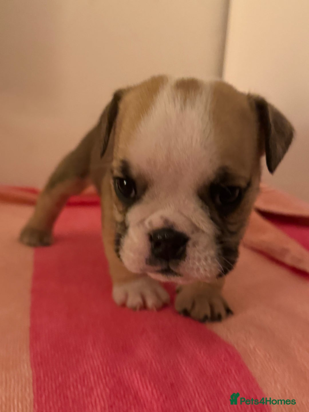 English Bulldog dogs for sale: Amazing British bulldogs  - Image 2