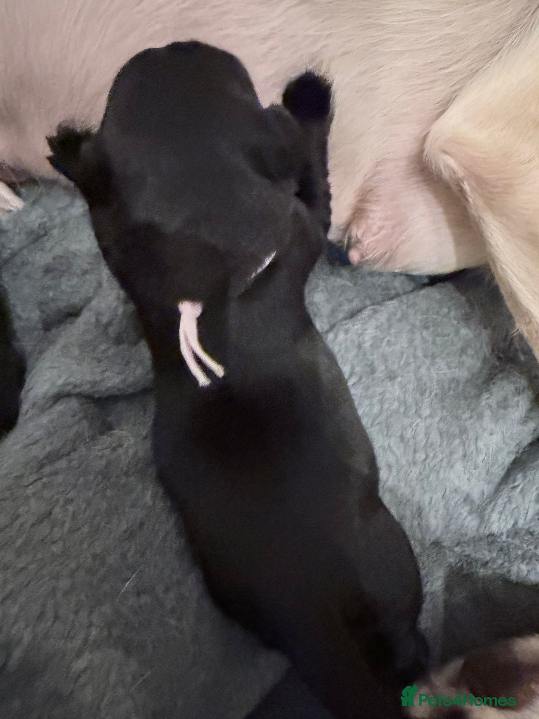 Labrador Retriever dogs for sale: 10 stunning KC reg black and yellow - Advert 5