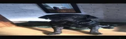 Labrador Retriever dogs for stud: Black Labrador for stud - Advert 3