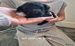 Toy Poodle dogs for sale: 5 beautiful black toy poodle puppies - Image 7