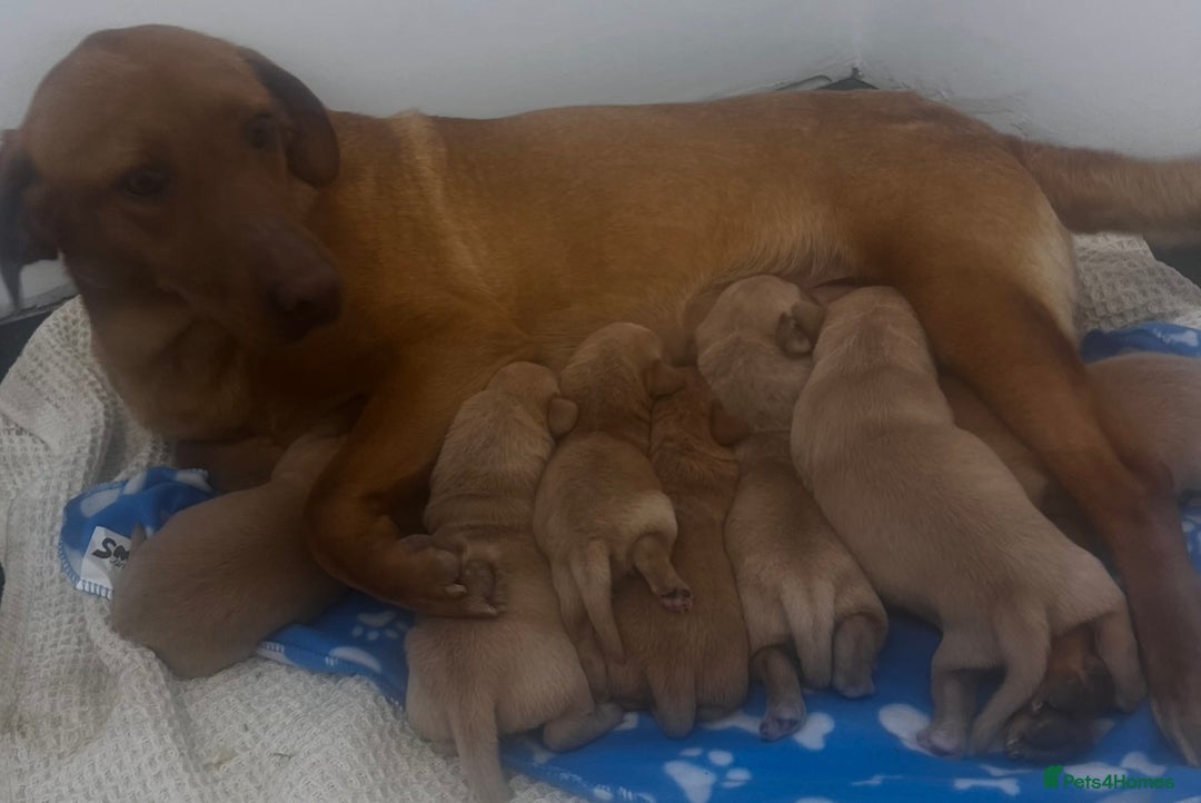 Labrador Retriever dogs for sale: 🐶 Stunning Fox Red & Yellow Labrador Puppies 🐶 - Image 1