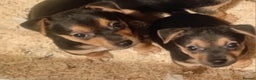 Jack Russell dogs for sale: Black and Tan Terriers  - Advert 4
