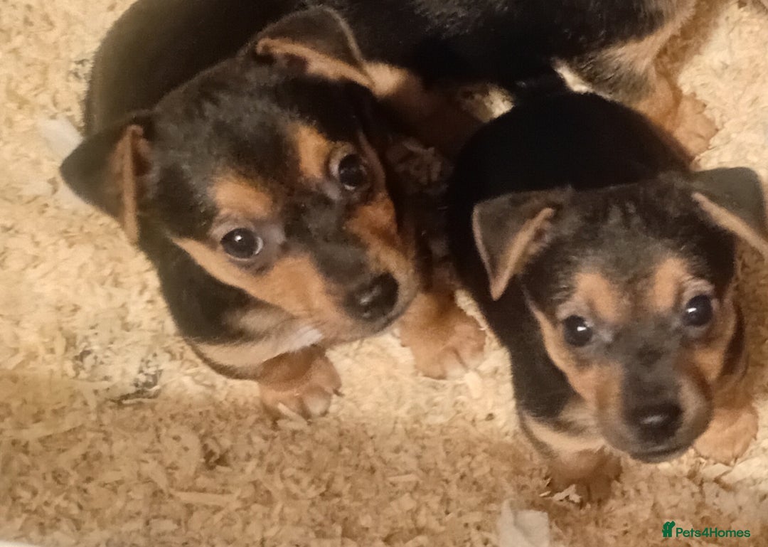 Jack Russell dogs for sale: Black and Tan Terriers  - Advert 4