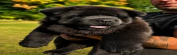 Chow Chow dogs for sale: Black smooth chow chow girl  - Advert 6