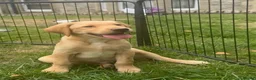 Labrador Retriever dogs for sale: Beautiful Labradors  - Advert 8