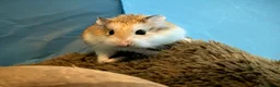 Hamster rodents for sale: Hundred Acre Hamster Rescue  - Advert 4