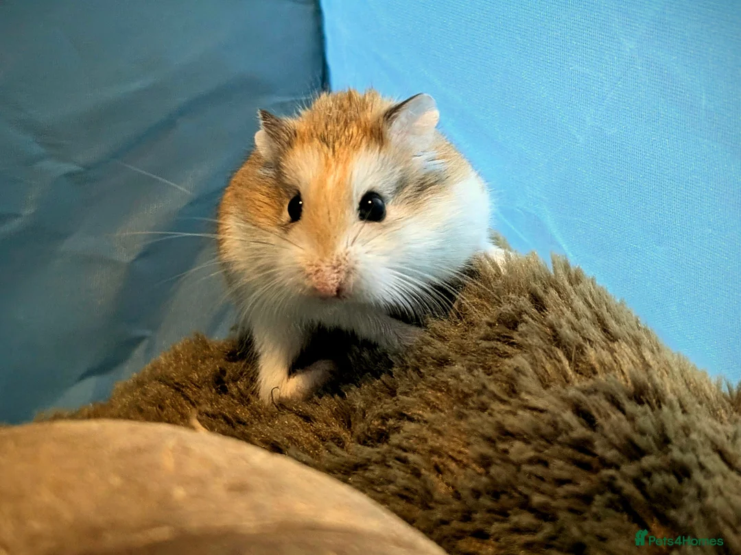 Hamster rodents for sale: Hundred Acre Hamster Rescue  - Advert 4