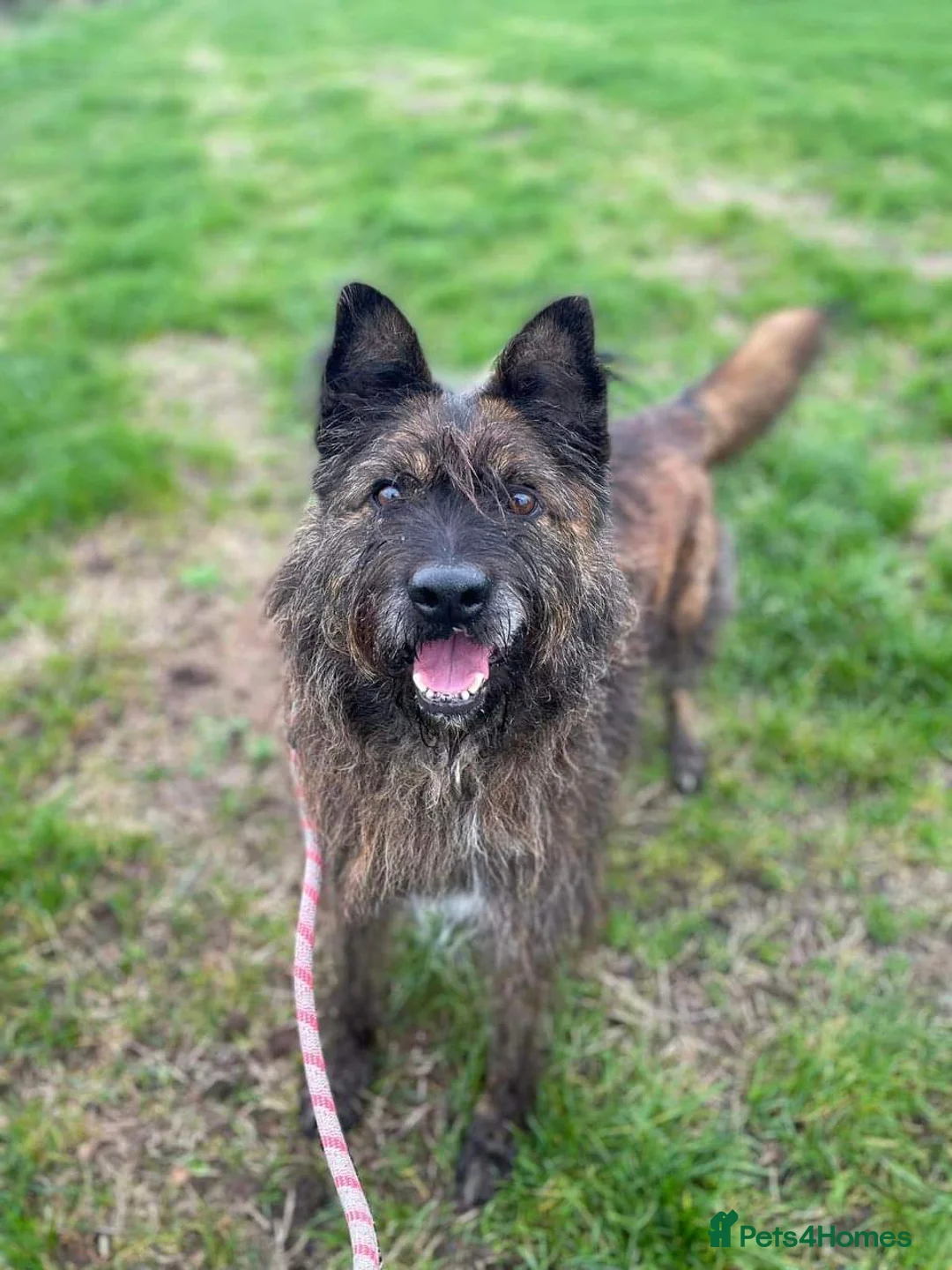 Mixed Breed dogs for adoption: Meet Aran, currently residing in Cheshire  in Nantwich - Advert 2