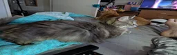 Mixed Breed cats for sale: Bengal x Maine coons kittens  - Advert 2