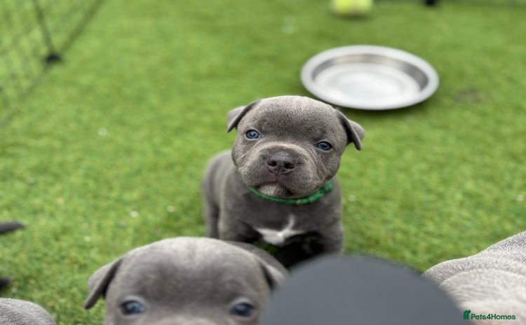 Staffordshire Bull Terrier dogs in Hengoed - Advert 12