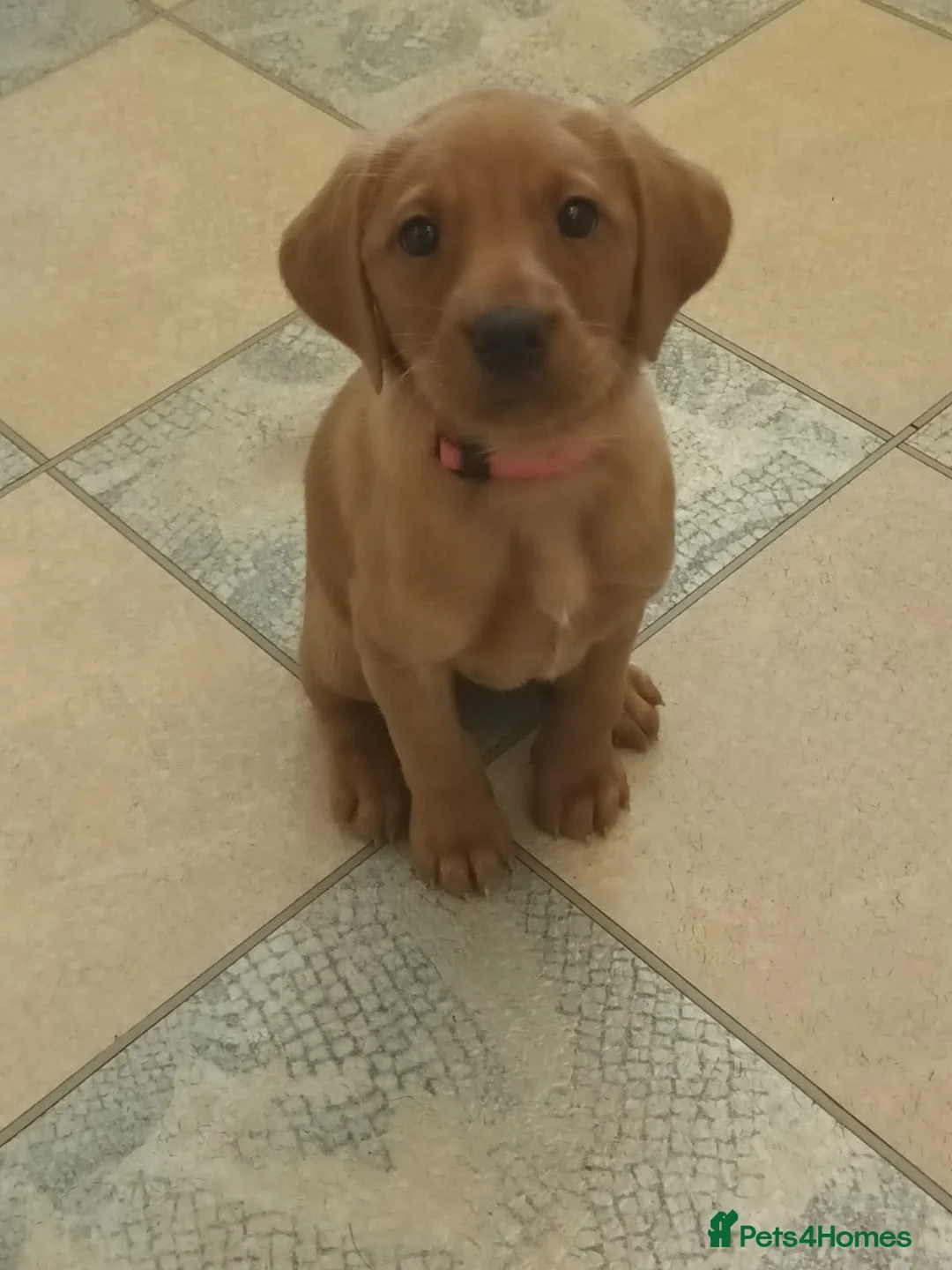 Labrador Retriever dogs for sale: Fox Red KC Reg Fox Red Lab, M&D hip & elbow scored - Advert 7