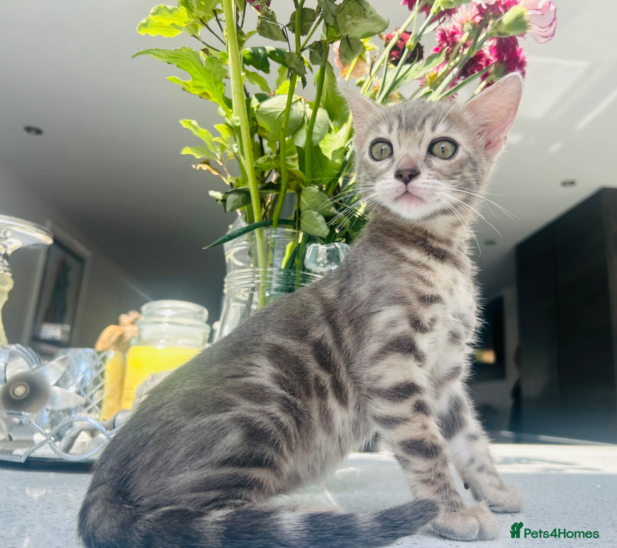 Bengal cats 3 Beautiful Female Blue TICA Reg Bengal kittens  - Advert 3