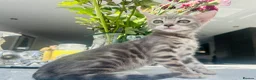 Bengal cats for sale: 3 Beautiful Blue Female TICA Reg Bengal kittens  - Advert 6