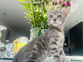 Bengal cats 3 Beautiful Female Blue TICA Reg Bengal kittens - Advert 3