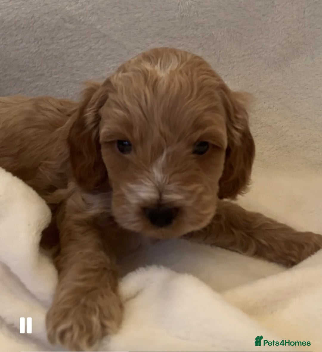 Cockapoo dogs for sale: F1 Cockapoo puppies, KC parents, health tested! - Image 5