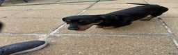 Dachshund dogs for sale: 2 gorgeous dappled and 1 brown Dachshund puppies  in Godalming - Advert 13