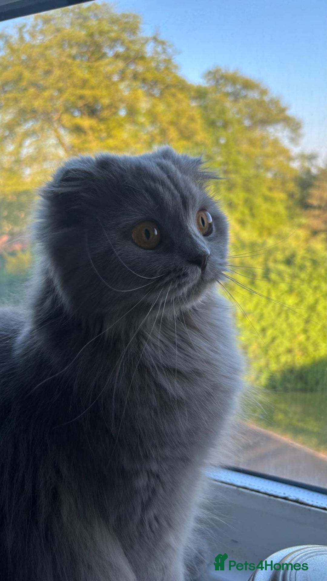 Scottish Fold cats for sale: Willow - Image 10