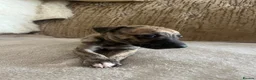 Whippet dogs for sale: Beautiful Whippet Puppies  - Advert 3